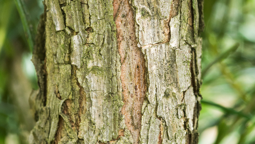 Sciadopitys verticillata 'Sternschnuppe' кора