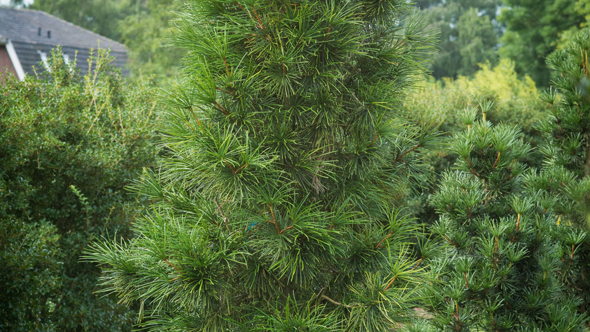 Sciadopitys verticillata 'Sternschnuppe' Деревья с центральным стволом и ветвями от земли