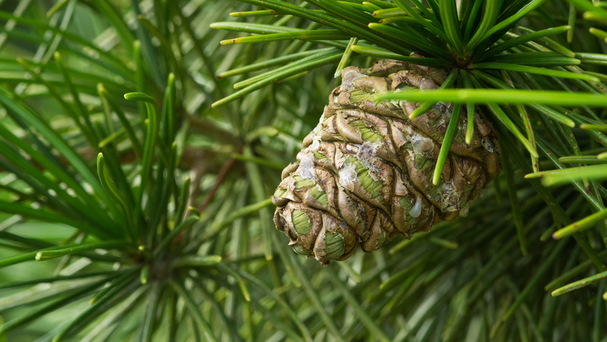 Sciadopitys verticillata 'Sternschnuppe' плоды