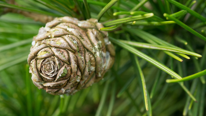 Sciadopitys verticillata 'Sternschnuppe' плоды