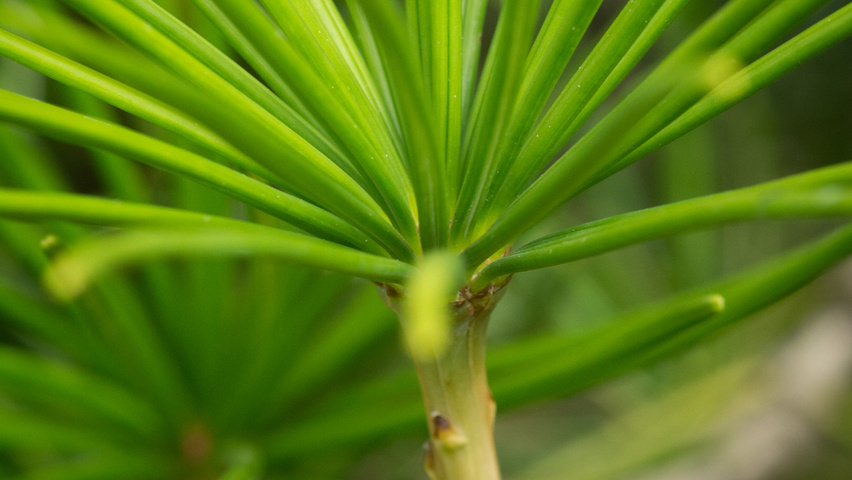 Sciadopitys verticillata 'Sternschnuppe' листья