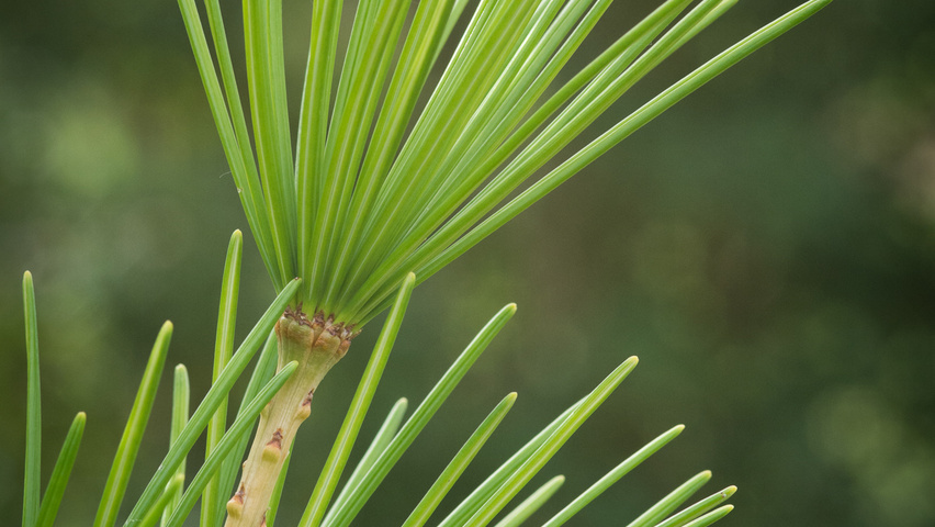 Sciadopitys verticillata 'Sternschnuppe' листья