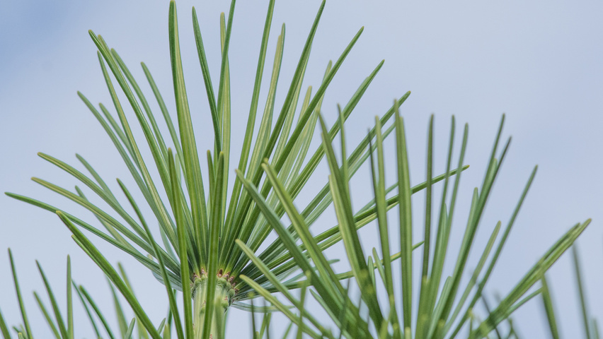 Sciadopitys verticillata 'Sternschnuppe' листья