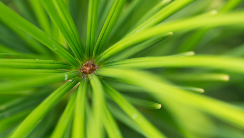 Sciadopitys verticillata 'Sternschnuppe' листья