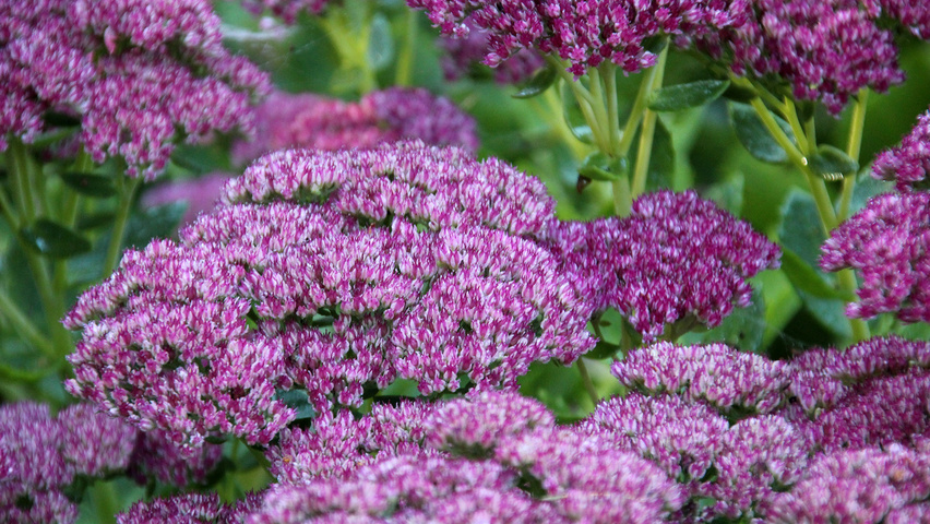 Sedum 'Herbstfreude' bloem