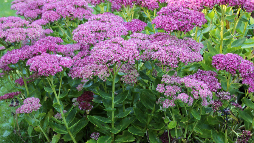 Sedum 'Herbstfreude' bloem