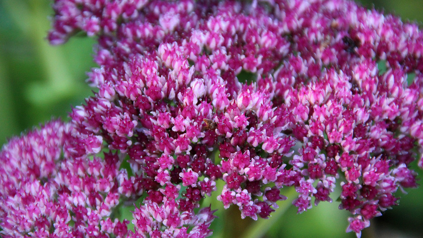 Sedum 'Herbstfreude' bloem