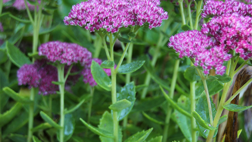 Sedum 'Herbstfreude' blad