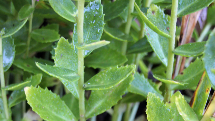 Sedum 'Herbstfreude' blad