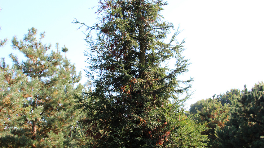 Sequoia sempervirens beveerd
