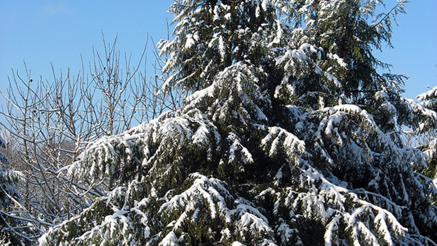 Sequoia sempervirens beveerd