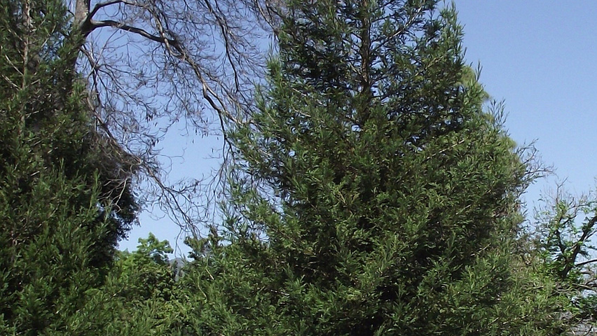 Sequoia sempervirens beveerd