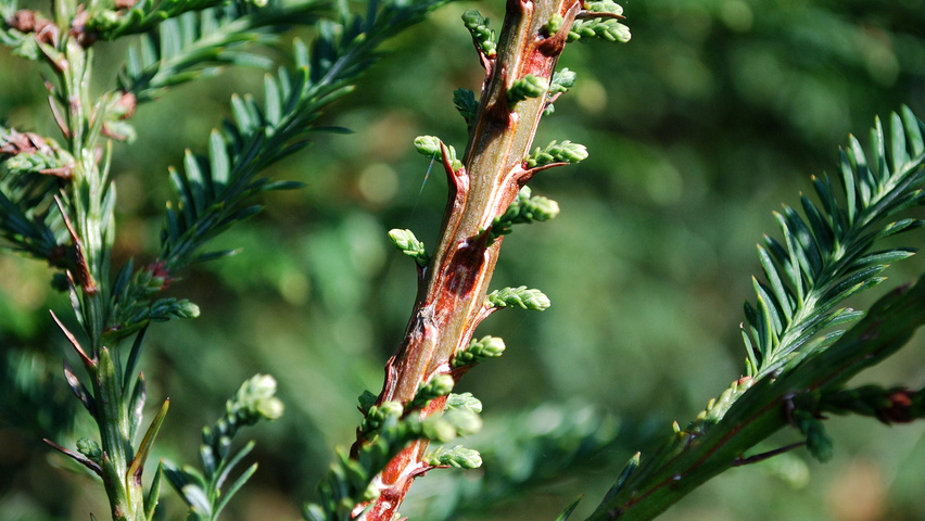 Sequoia sempervirens twijgen