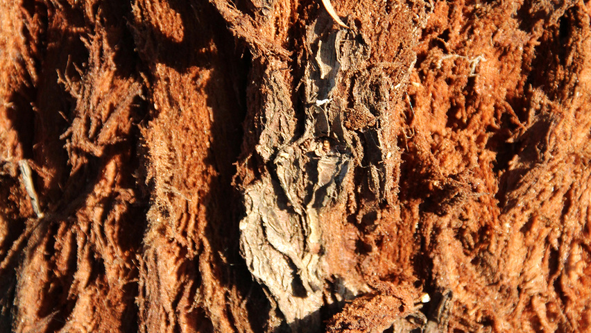 Sequoiadendron giganteum tronc