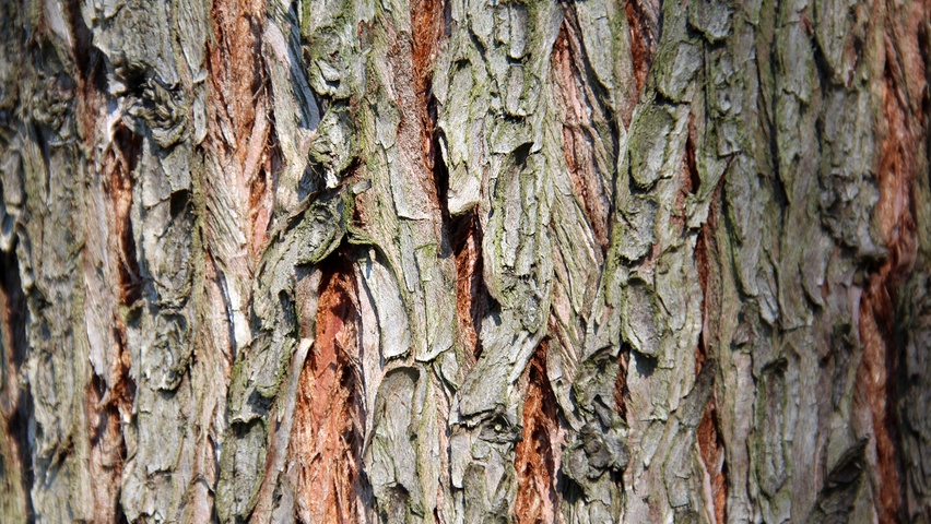 Sequoiadendron giganteum tronc