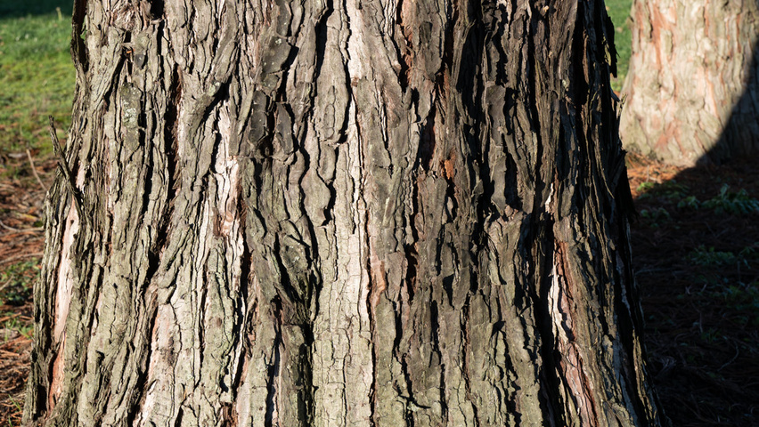 Sequoiadendron giganteum tronc