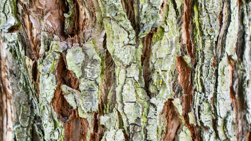 Sequoiadendron giganteum tronc