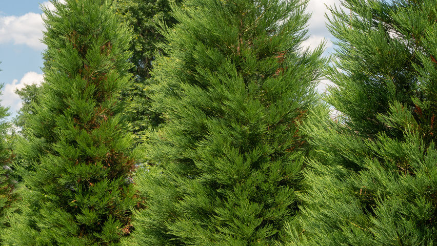 Sequoiadendron giganteum branchus de la base