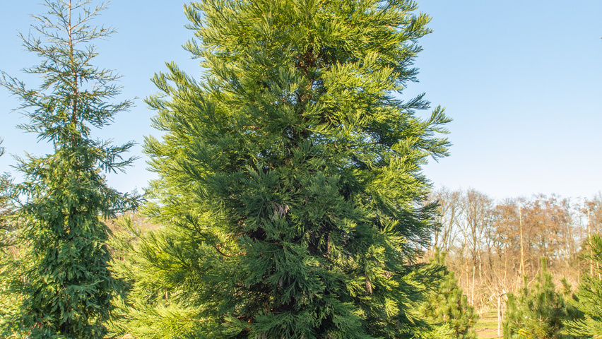 Sequoiadendron giganteum branchus de la base