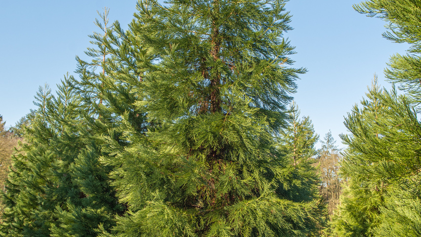 Sequoiadendron giganteum branchus de la base