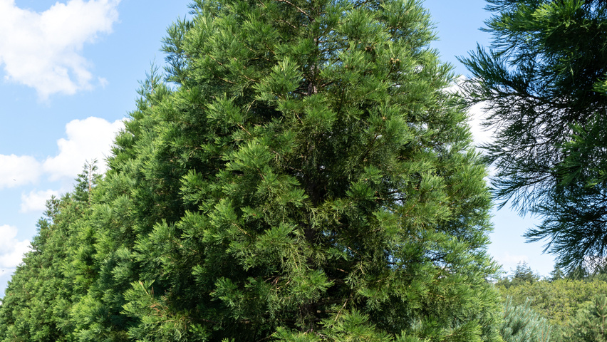 Sequoiadendron giganteum branchus de la base