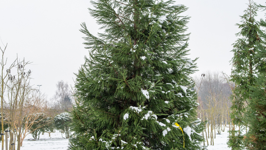 Sequoiadendron giganteum branchus de la base