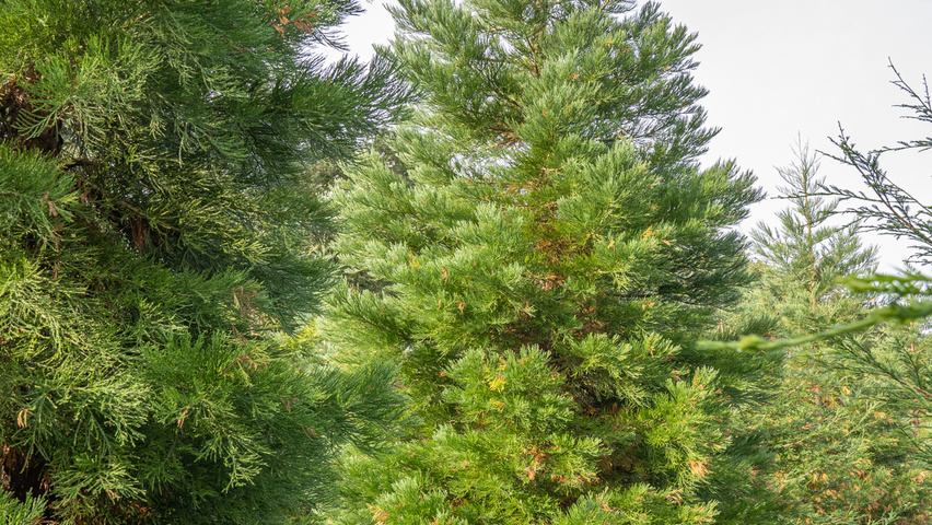 Sequoiadendron giganteum branchus de la base