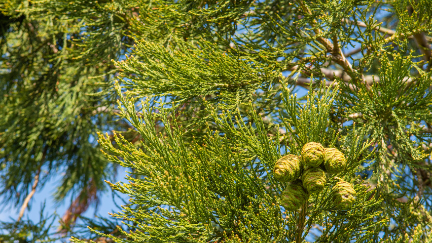 Sequoiadendron giganteum fruits