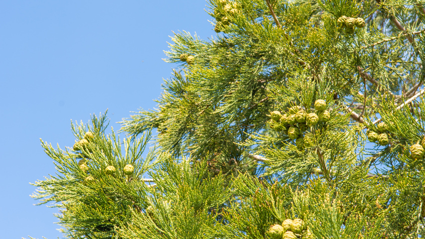 Sequoiadendron giganteum fruits