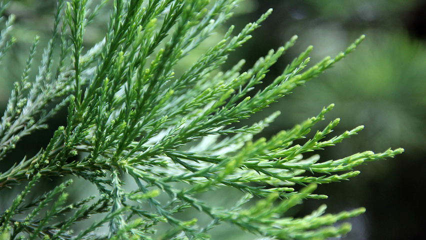 Sequoiadendron giganteum Feuilles