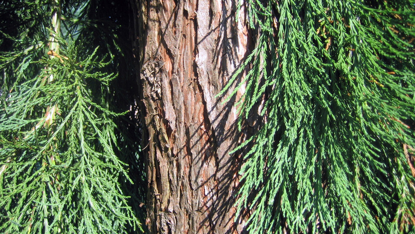 Sequoiadendron giganteum 'Pendulum' Rinden