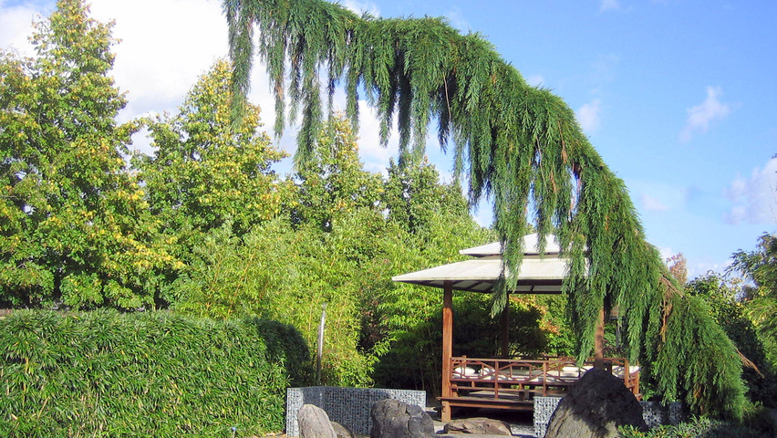 Sequoiadendron giganteum 'Pendulum' charakteristische