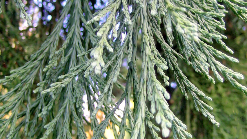 Sequoiadendron giganteum 'Pendulum' Blatt