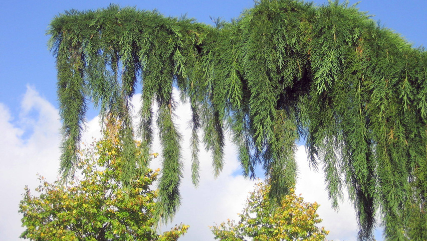Sequoiadendron giganteum 'Pendulum' Blatt