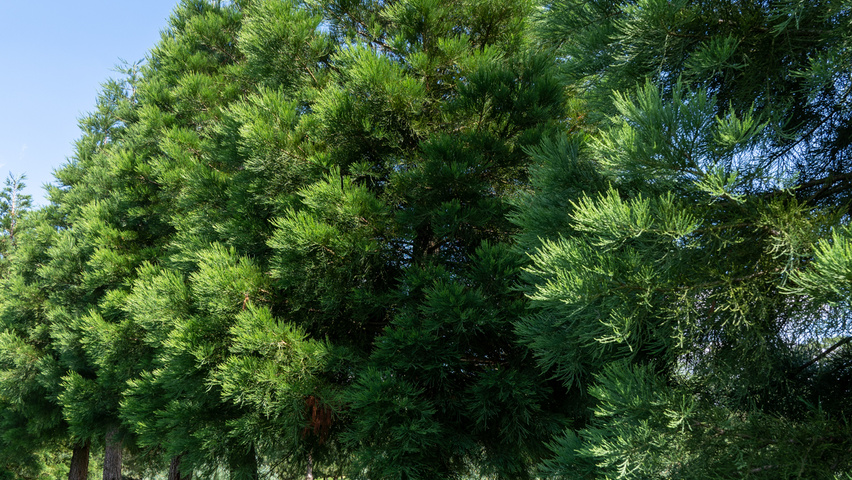 Sequoiadendron giganteum haute tige