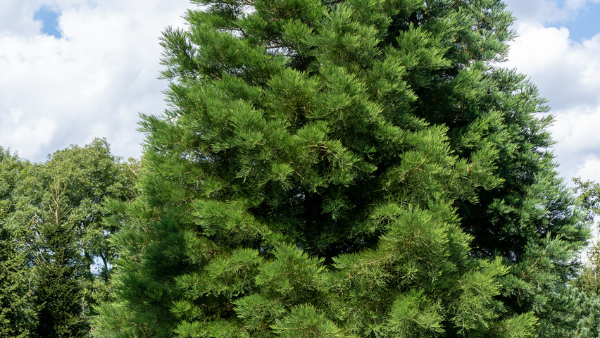 Sequoiadendron giganteum haute tige