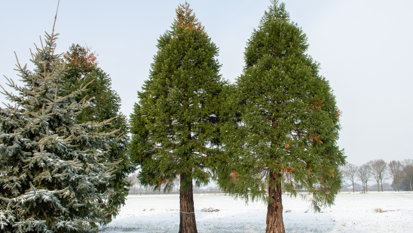 Sequoiadendron giganteum haute tige