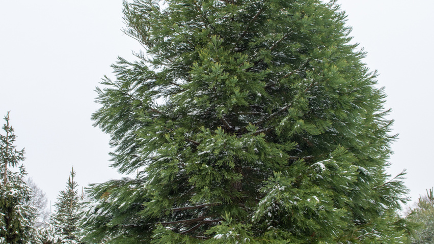 Sequoiadendron giganteum haute tige
