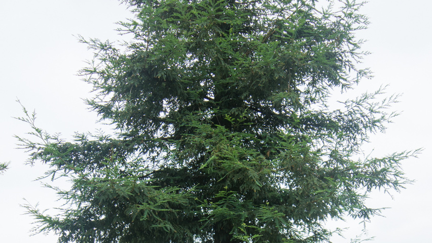 Sequoia sempervirens hoogstam