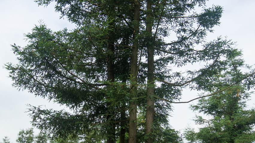 Sequoia sempervirens meerstammig