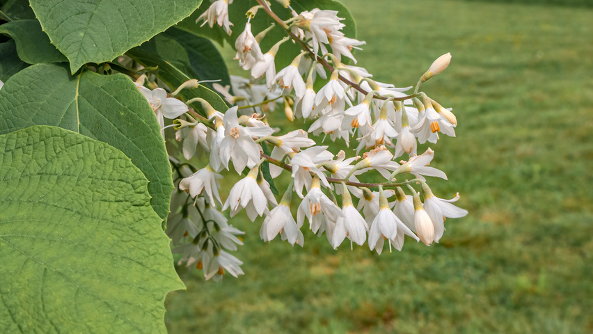 Styrax obassia flowers