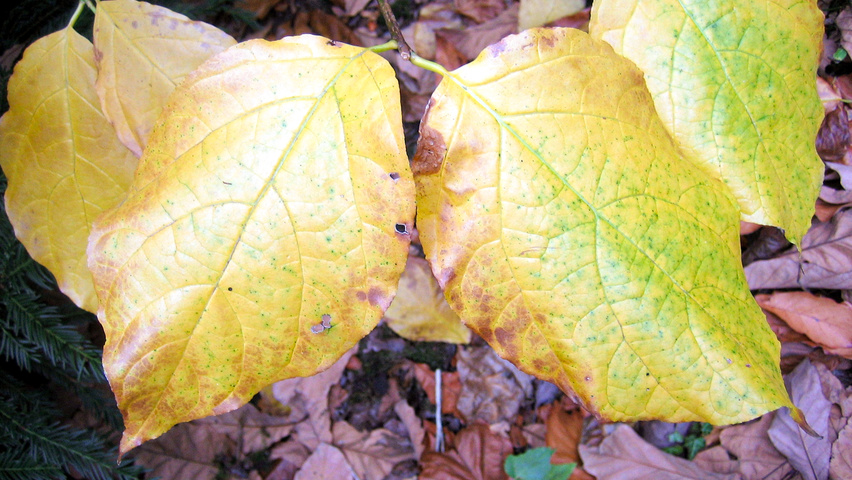 Sinocalycanthus chinensis autumn leaves