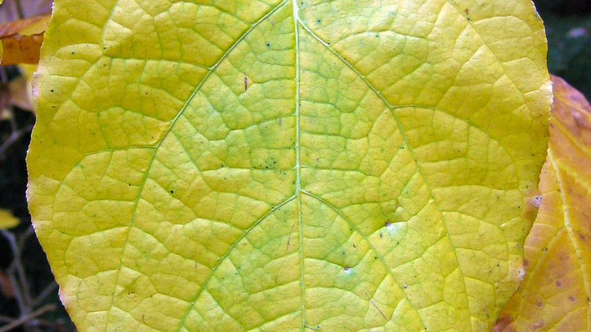 Sinocalycanthus chinensis autumn leaves