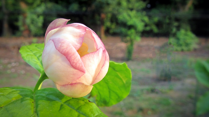 Sinocalycanthus chinensis flowers