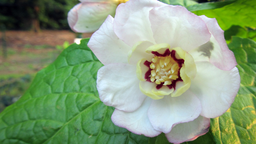 Sinocalycanthus chinensis flowers