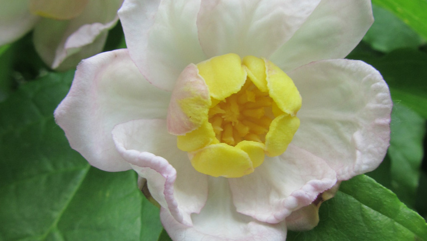 Sinocalycanthus chinensis flowers