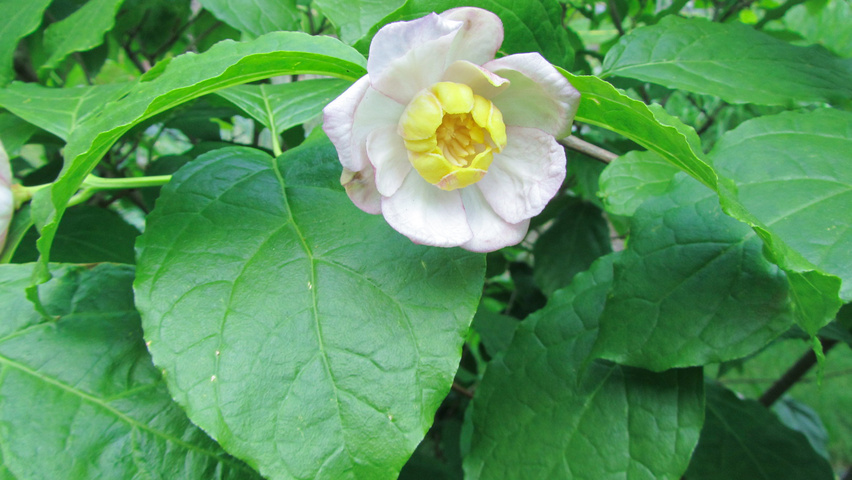Sinocalycanthus chinensis flowers