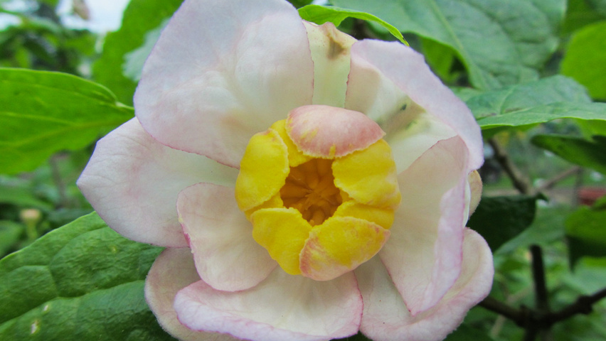 Sinocalycanthus chinensis flowers