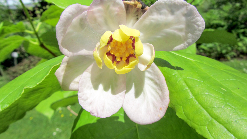 Sinocalycanthus chinensis flowers
