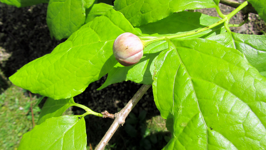 Sinocalycanthus chinensis flowers